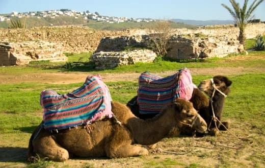 Tánger: un día en Marruecos con ferry por el Estrecho, guía y almuerzo con cuscús — Encantador de serpientes o paseo en camello
