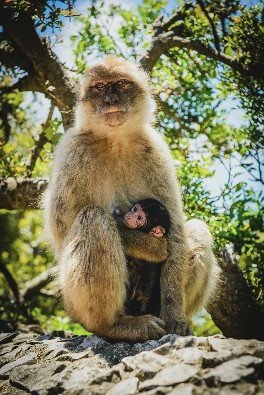 Gibraltar: subida en minibús al Peñón, Cueva de San Miguel y encuentro con los monos — Encuentro con los monos de Berbería