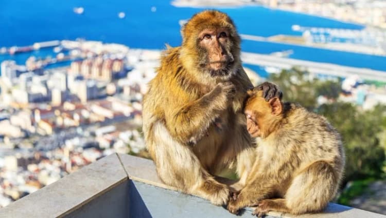 Gibraltar: subida en minibús al Peñón, Cueva de San Miguel y encuentro con los monos
